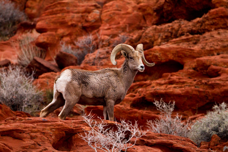 Bighorn On Slickrock